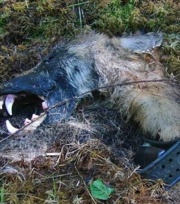 loup, suède,extinction d'espèces,prédation humaine,prédation,prédateurs, grands canidés,