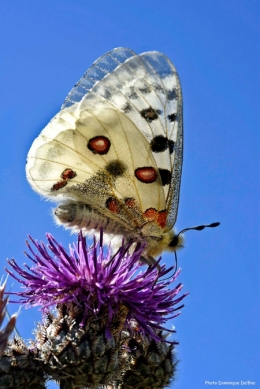 Apollon-450.jpg