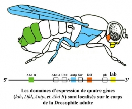 Marchand_Drosophile_blog.jpg