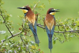 dominique delfino,photographe naturaliste et animalier,guêpier d'europe,pays de montbéliard