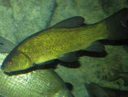 tanche03-1.jpg