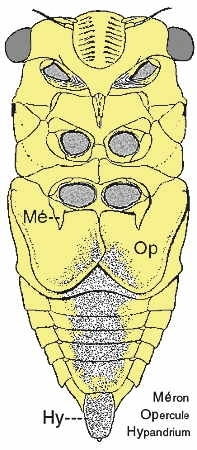 insectes,homoptères,cigale,cicadidés,cicadidae