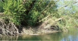 castor fiber,castor canadensis,bièvre,pascal juif