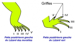reptiles,sauriens,lacertidés,lézard ocellé