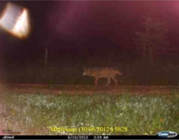 loup,vosges,lorraine,haute-saône,jura,prédateurs,retour du loup,massif jurassien