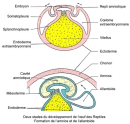 reptiles,sauriens,lacertidés,lézard ocellé