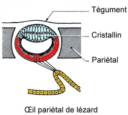 reptiles,sauriens,lacertidés,lézard ocellé