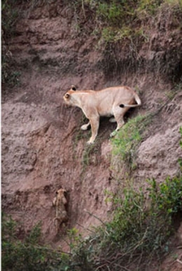 Lionne-sauvant-son-petit_02-400.jpg