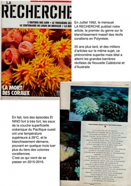 coraux,antilles,cnidaires,anthozoaires,scléractiniaires,madrépores,récif corallien,caraïbe