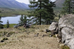 loup,prédation,massif jurassien,stratégie de prédation