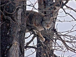 lynx,jura,franche-comté,raydelet,biodiversité,prédateurs,loup-cervier,felis lynx