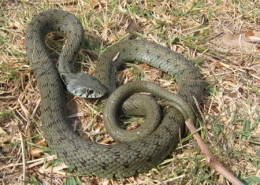 Couleuvre-à-collier,-Natrix-natrix-astreptophora_02-450-©-Daniel-Phillips.jpg