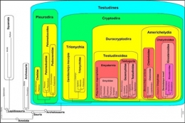 Phylogénie-des-tortues-450.jpg
