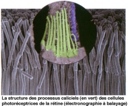 processus-caliciels-450.jpg