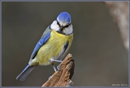 dominique delfino,photographe naturaliste et animalier,mésange bleue