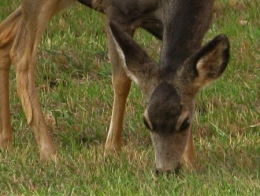 Cerf_mulet_6.jpg