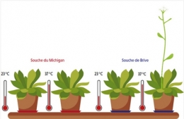 3-Arabidopsis thaliana450.jpg