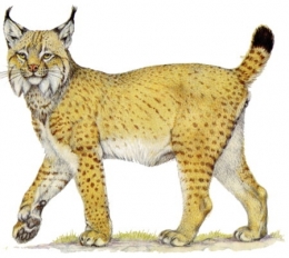 lynx Europe-1.jpg