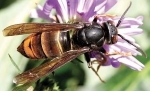 frelon asiatique,apiculture,abeilles,protection des abeilles