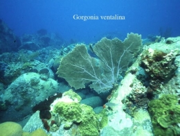 087Gorgonia ventalina2-1.jpg