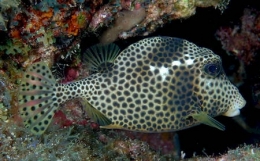 Lactophrys bicaudalis1-1.jpg