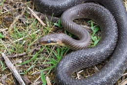 Couleuvre-Esculape-mue-1-450.jpg