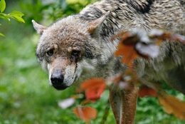 loup,jura,prédateurs,retour du loup,massif jurassien