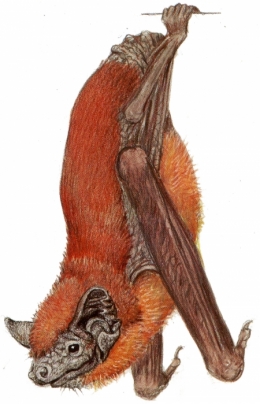 Noctule.jpg