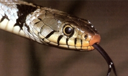 Natrix-natrix-sicula-(Sardaigne)-450-F.-Forman.jpg