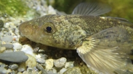 poissons,rivière,pêche,doubs,rhône,loue,durance,ardèche,drôme