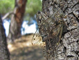 insectes,homoptères,cigale,cicadidés,cicadidae