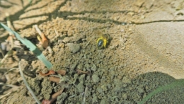 Le-pollen-n'est-pas-en-pelotes-450.jpg