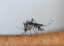 moustique-tigre,aedes albopictus,dengue,chikungunya,zika,hugo jalinière,sciences et avenir
