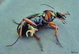 Carabe-doré-parasité-par-Gordius-sp.-450.jpg