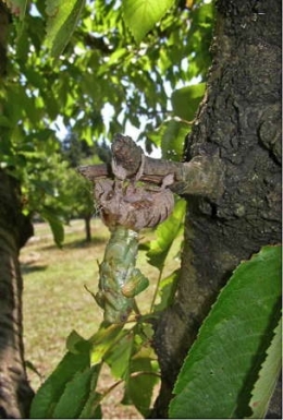 insectes,homoptères,cigale,cicadidés,cicadidae