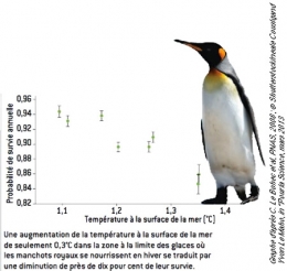 amérique du sud,argentine,patagonie,oiseaux,manchots,spheniscidae