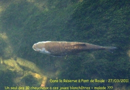 poissons,maladies,pathologie des poissons,doubs,doubs-franco-suisse,montbéliard