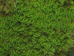 Ctenidium molluscum_0124.jpg