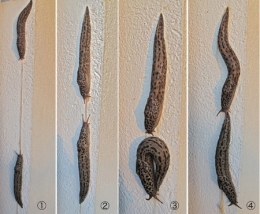limax maximus,limace léopard,andré guyard