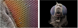 national geographic,jannicke wiik-nielsen,microscopie électronique à balayage