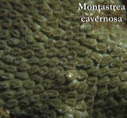 049Montastrea cavernosa31-1.jpg