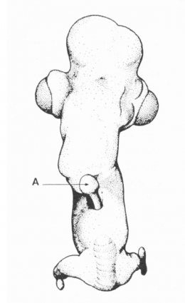 Fig-7-450.jpg