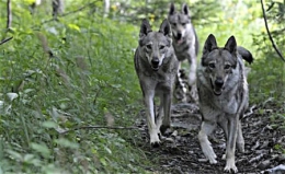 loup,attaques,prédateurs,patou,montagne des pyrénées,chien des pyrénées