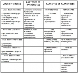 poissons d'eau douce,pathologie des poissons