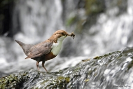 dominique delfino,photographe naturaliste et animalier