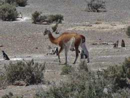 Guanaco_Manchots_Argentine_0805-1.jpg