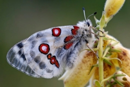 monde sans insectes,loïc chauveau,sciences et avenir