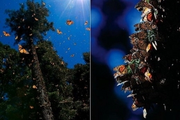 6-papillon-monarque-1.jpg