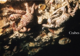 133Crabes2-1.jpg