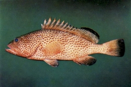 Epinephelus guttatus2-1.jpg